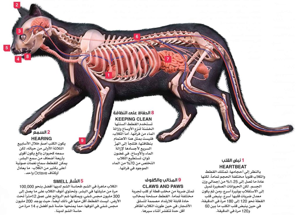 رفاق البشر